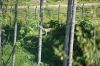 Filename=DSC07115.JPG
Filesize=195KB
Dimensions=1000x664
Date added=May 25, 2014 DSC07115.JPG