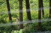 Filename=DSC07127.JPG
Filesize=194KB
Dimensions=1000x664
Date added=May 25, 2014 DSC07127.JPG